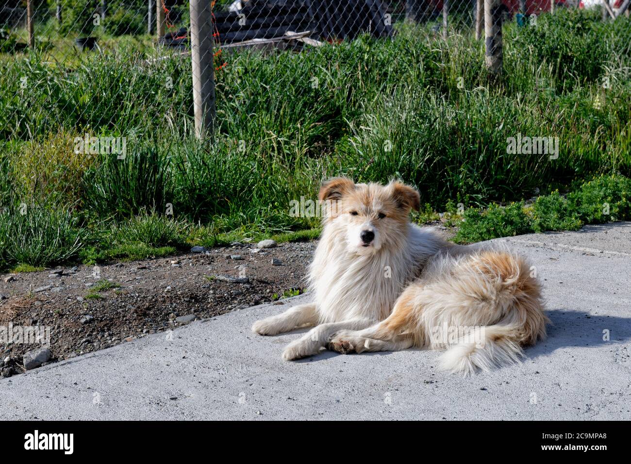 Chien au sol, Puerto Río Tranquilo, Carretera Austral, région d'Aysen, Patagonie, Chili Banque D'Images