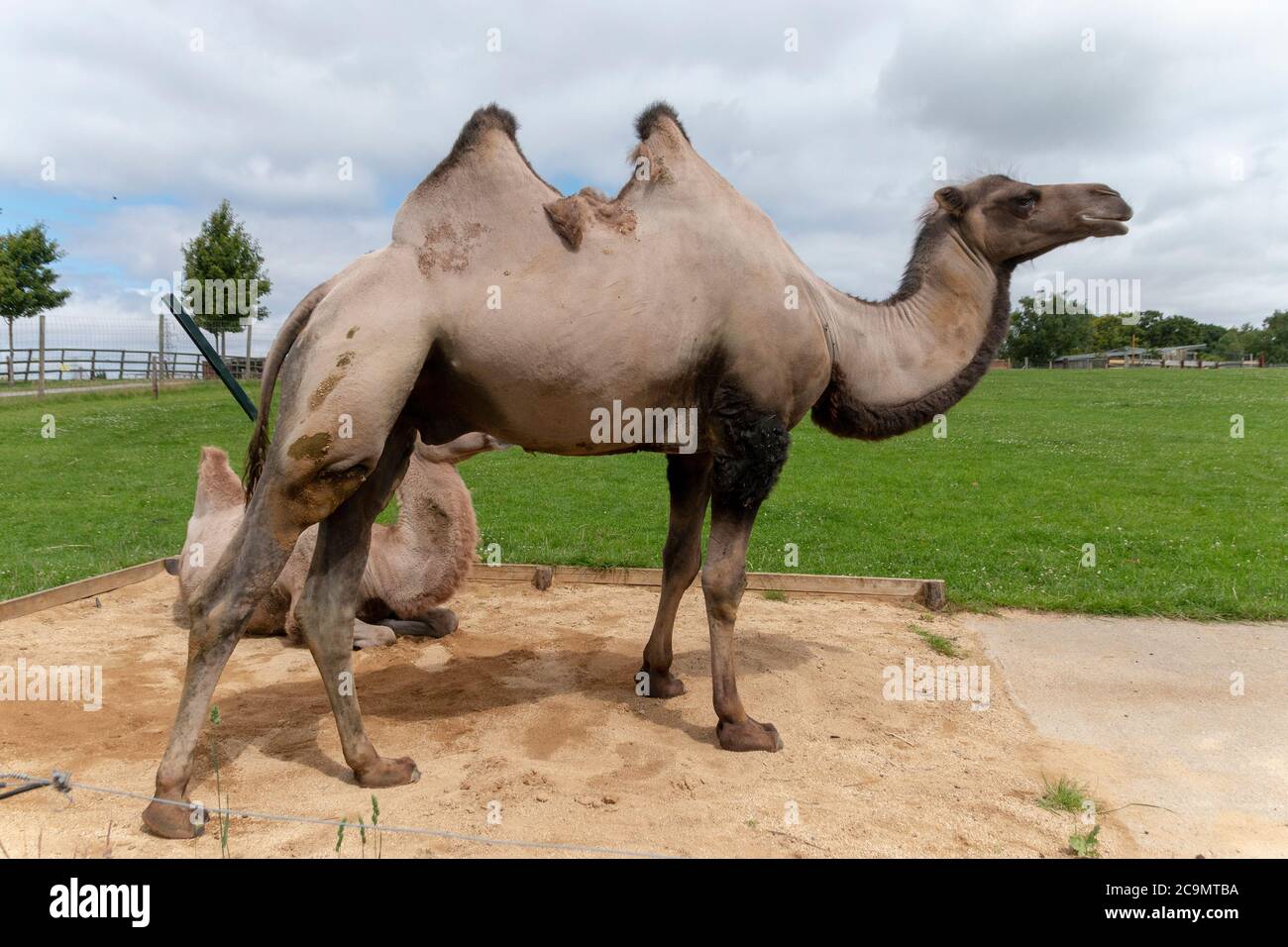 vue rapprochée de deux chameaux dans un enclos ouvert baignant le soleil Banque D'Images