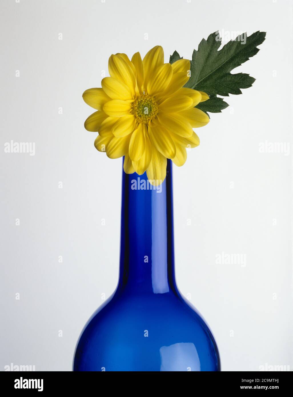Fleur jaune et feuille verte sur le col de la bouteille en verre bleu sur fond blanc Banque D'Images