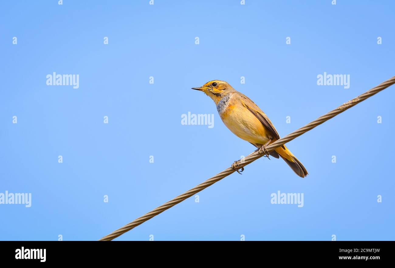 Le bluethroat est un petit oiseau de passereau qui était auparavant classé comme membre de la famille des Turodés. Banque D'Images