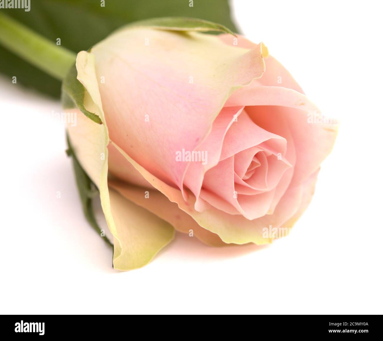 Rose insolite avec pétales externes verts et rose, centre isolé sur blanc Banque D'Images