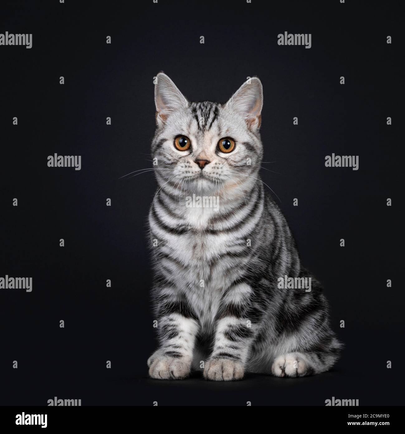 Mignon argent tortie américain Shorthair chat chaton, assis côtés. Regarder à côté de l'appareil photo avec les yeux orange. Isolé sur fond noir. Banque D'Images