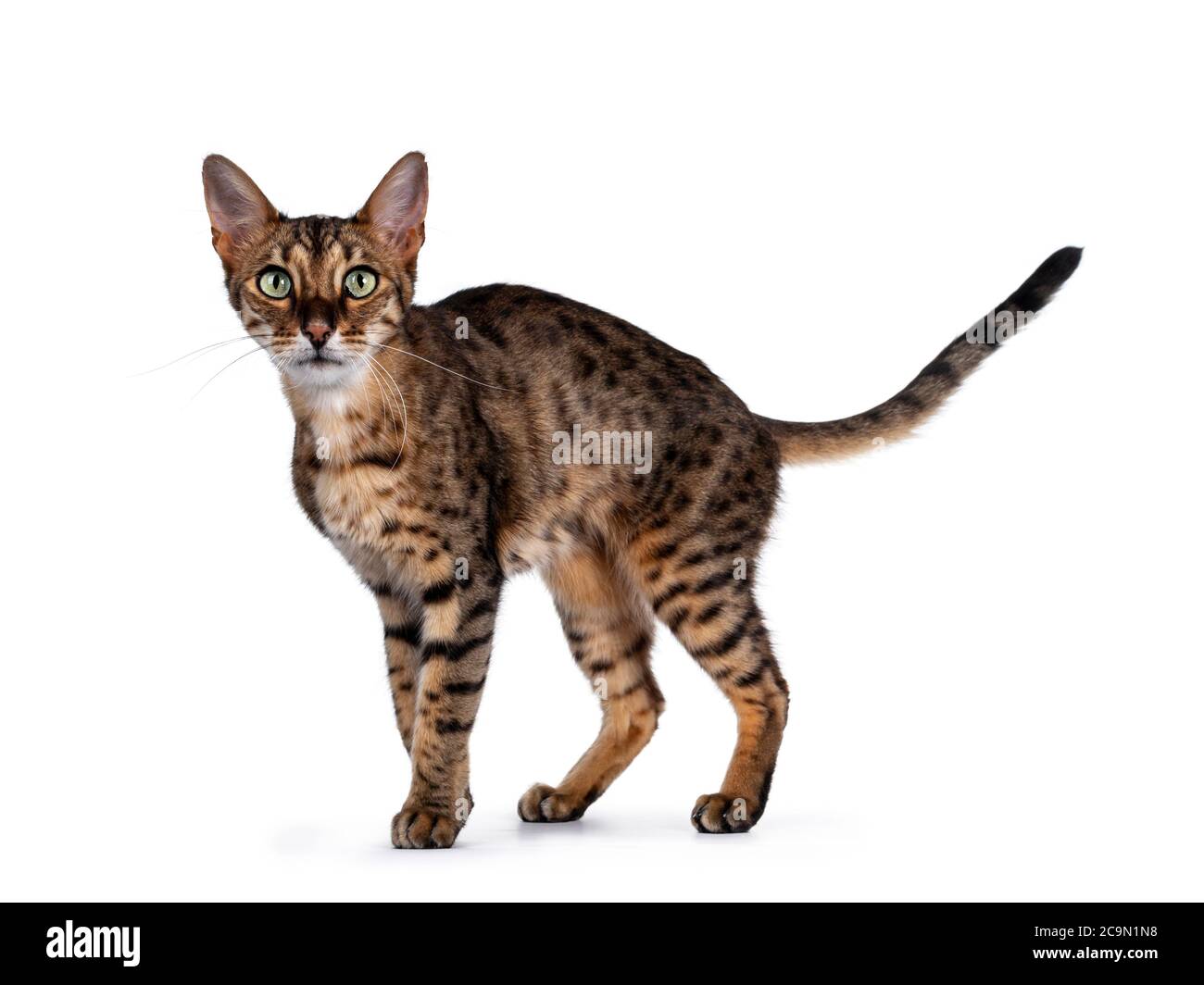 Mignon F6 Savannah Chat Debout A Pied Des Voies Laterales Regarder La Camera Avec Les Yeux Verts Et La Queue Feroce Dans L Air Isole Sur Fond Blanc Photo Stock Alamy