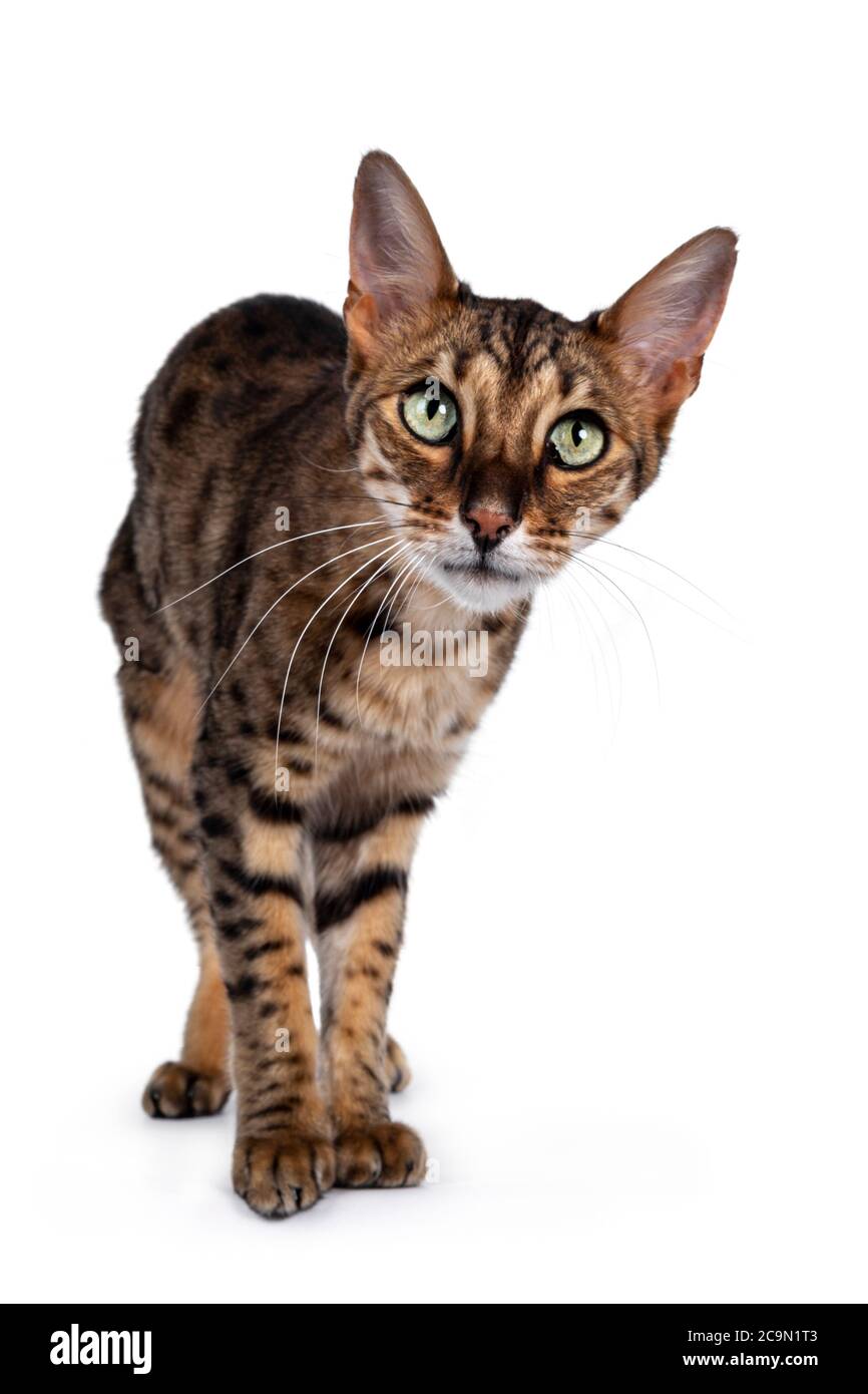 Savannah F6 Shorthair Cat Photo Stock Alamy