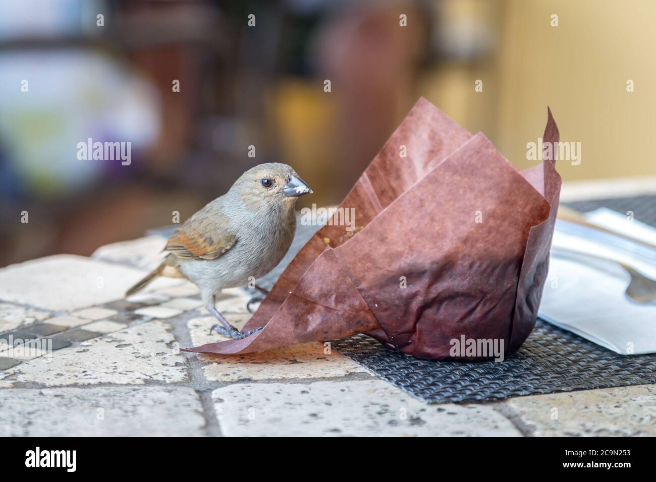 Un Bullfinch de la Barbade mangeant un muffin à gauche sur une table de petit-déjeuner de l'hôtel Banque D'Images