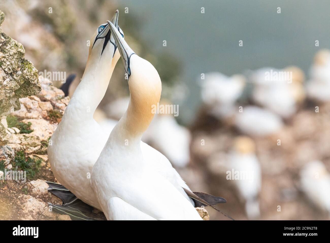 Une paire de fous européens (Morus bassanus) saluent chacun en facturant dans la colonie de fous sur les falaises de Bempton dans le Yorkshire Banque D'Images