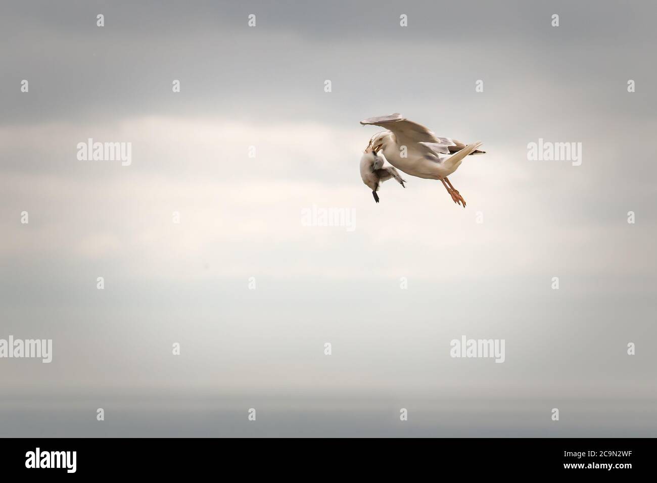 Le Goéland à harengs (Larus argentatus) attrape une poussette kittiwake au large des falaises du Yorkshire et la transporte pour nourrir ses jeunes au nid Banque D'Images