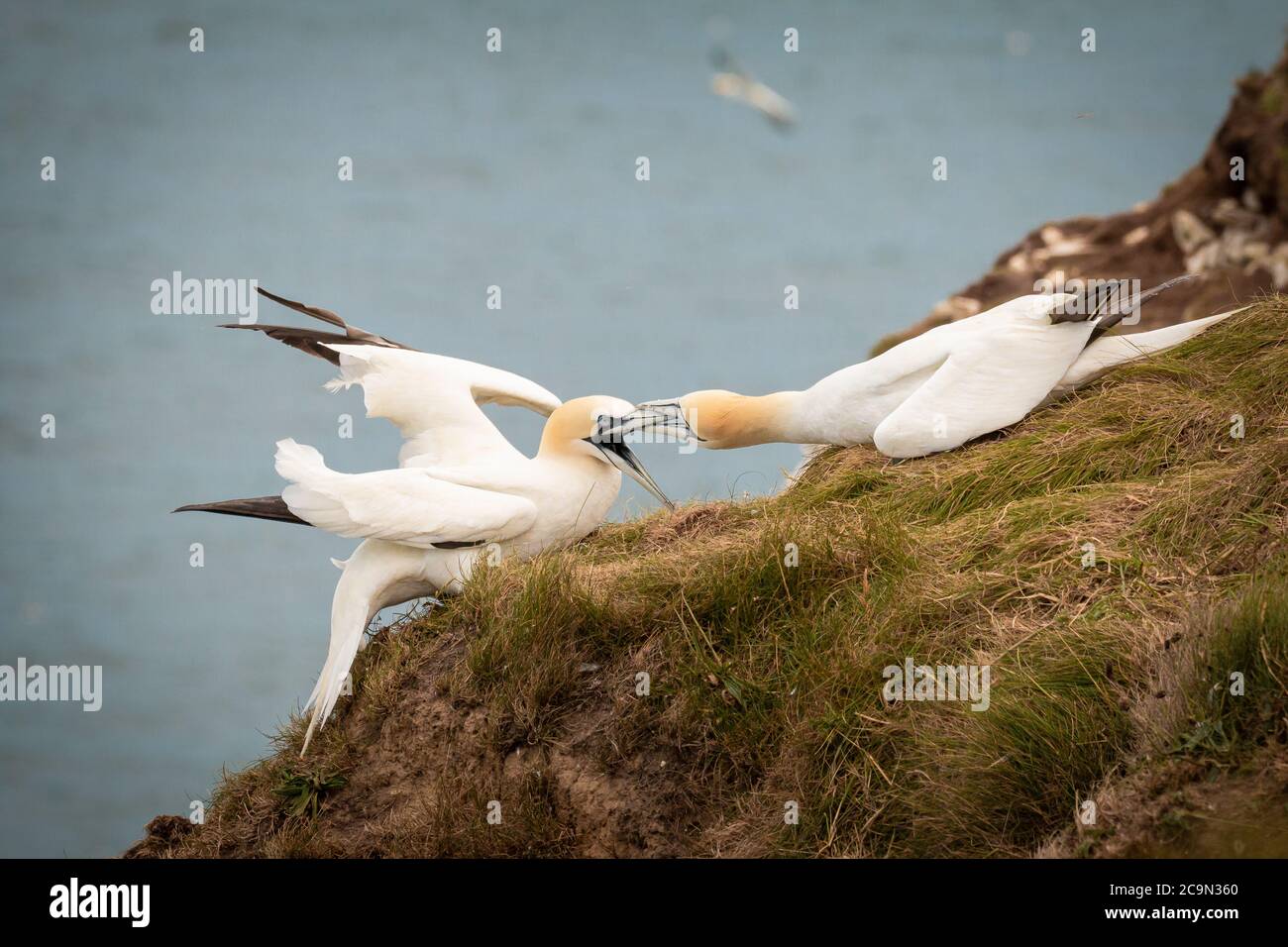 Gannets territoriaux (Morus bassanus) protéger leurs points de nidification au sommet des falaises comme on atterrit au mauvais endroit Banque D'Images