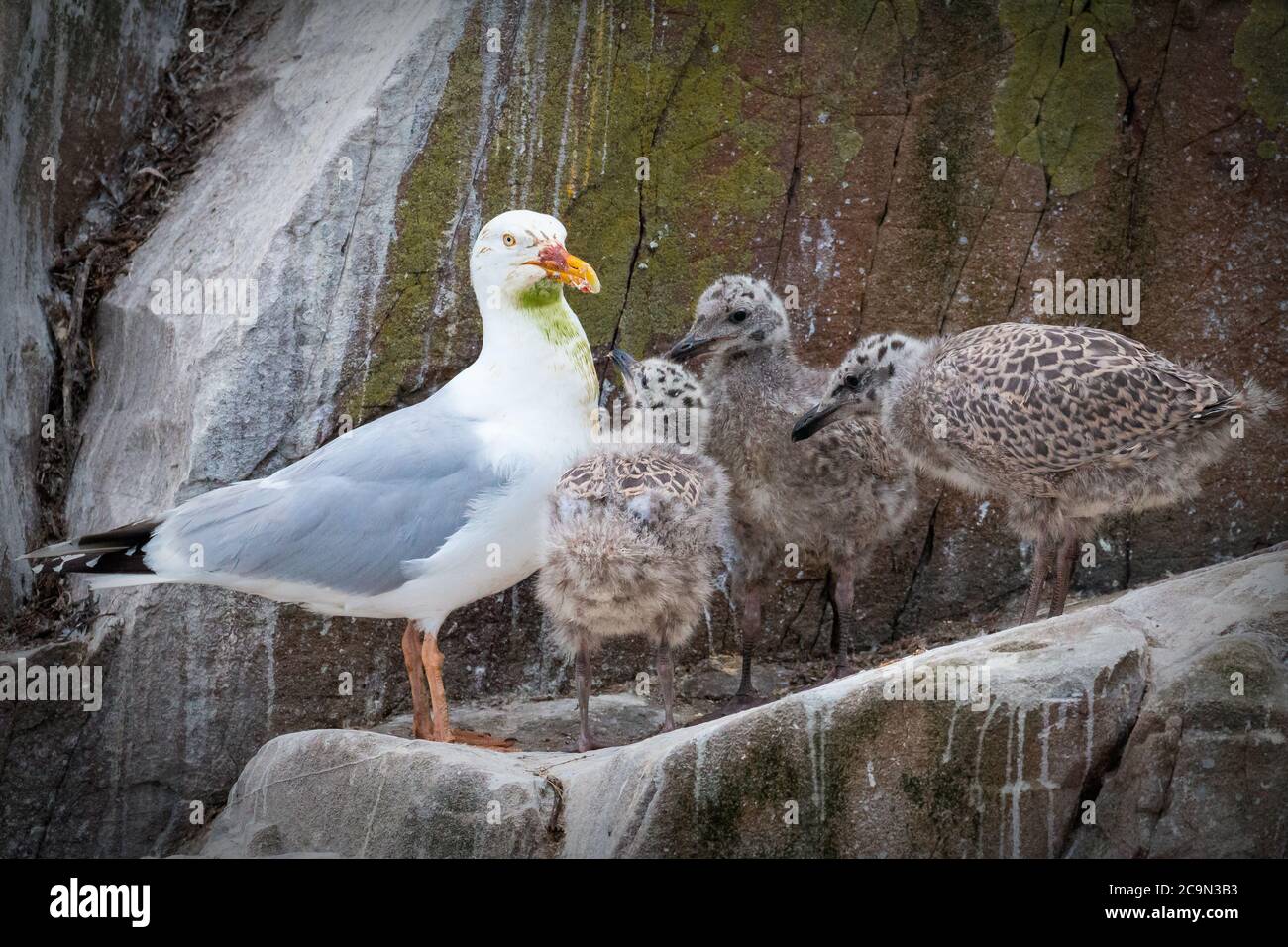 Un goéland à harengs couvert d'algues et de sang (Larus argentatus) retourne à son nid sur la corniche pour se nourrir sa famille de poussins Banque D'Images