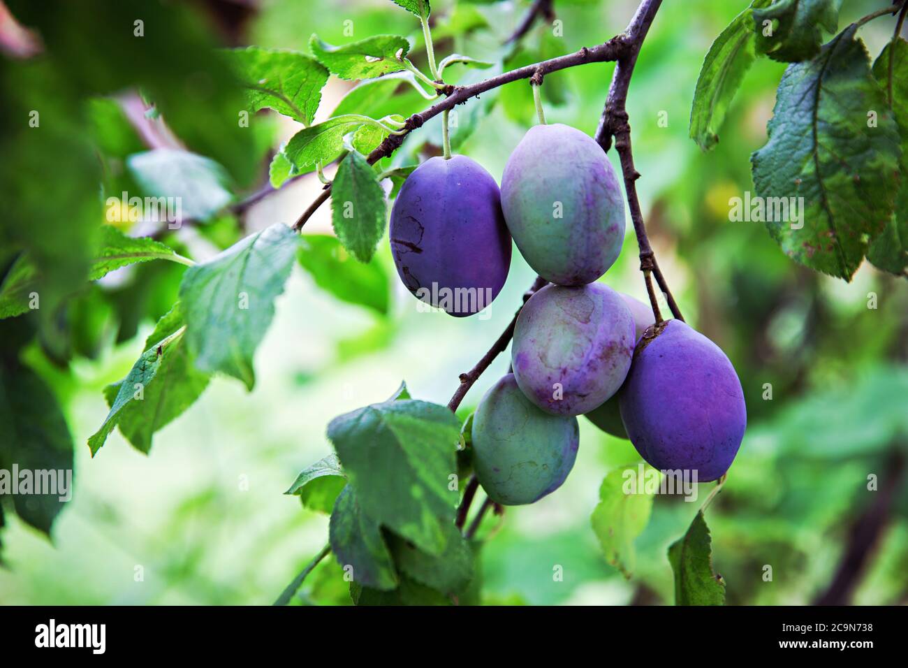 Groupe de prunes violettes pendant de la branche, dehors dans la nature. Banque D'Images