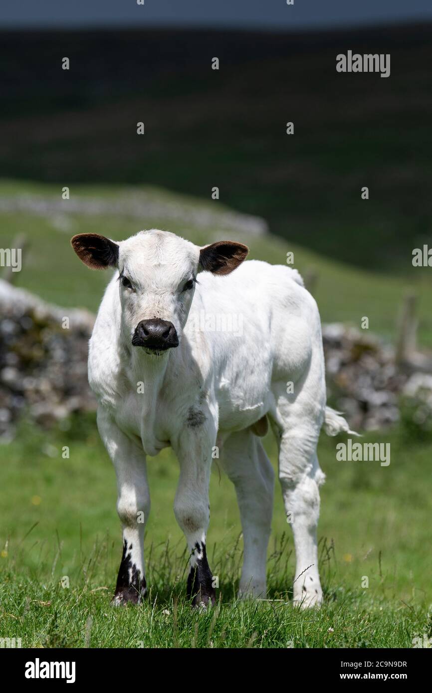 Veau blanc britannique sur un pâturage de haut niveau dans les Yorkshire Dales. Les bovins blancs britanniques sont classés comme une race minoritaire au Royaume-Uni. Banque D'Images