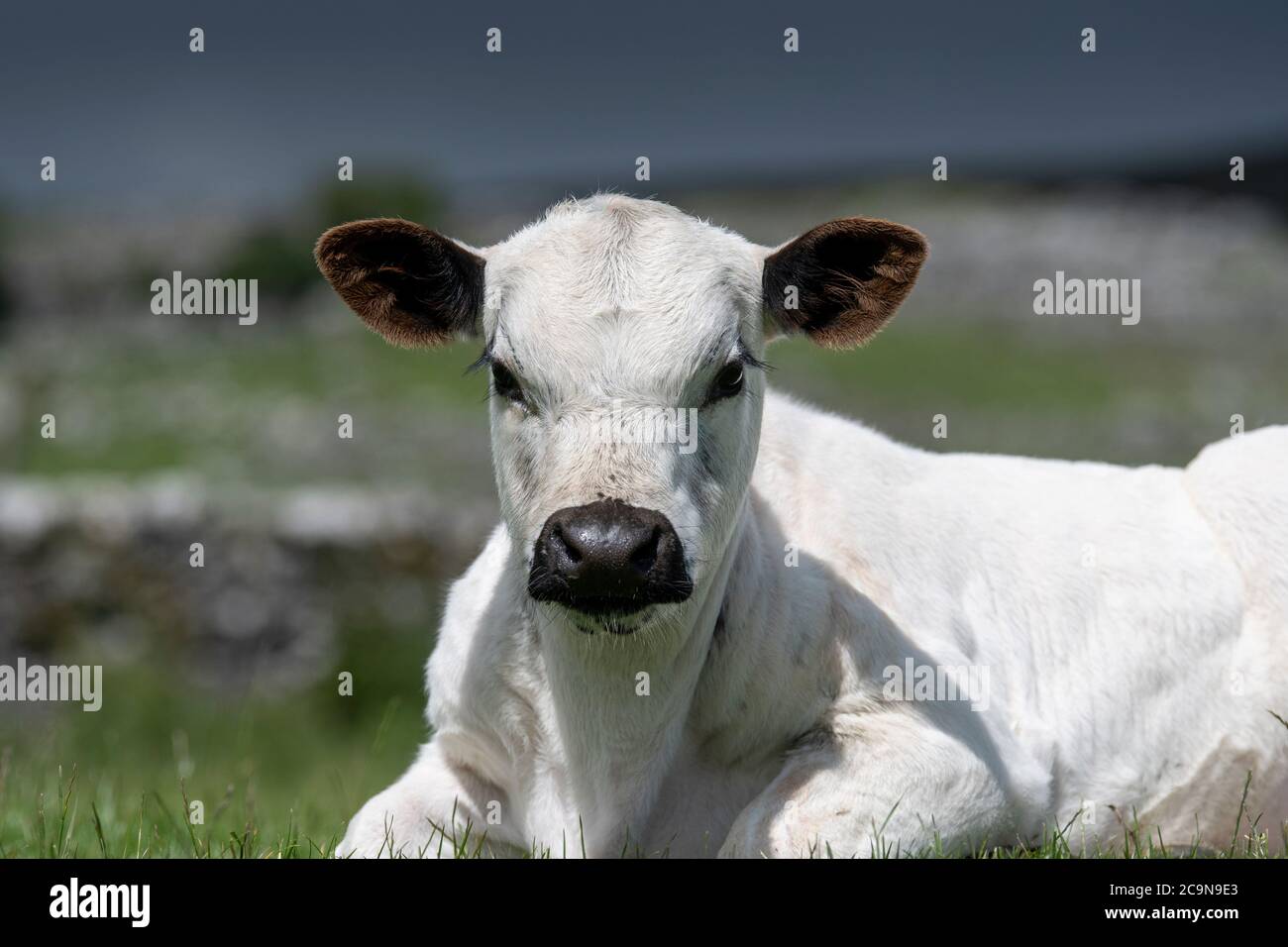 Veau blanc britannique sur un pâturage de haut niveau dans les Yorkshire Dales. Les bovins blancs britanniques sont classés comme une race minoritaire au Royaume-Uni. Banque D'Images