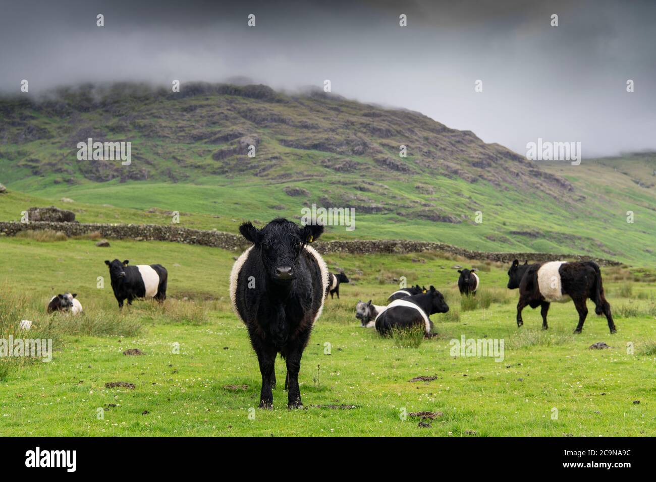 Troupeau de bovins Galloway à Belted à Eskdale, dans le parc national du Lake District, au Royaume-Uni. Banque D'Images