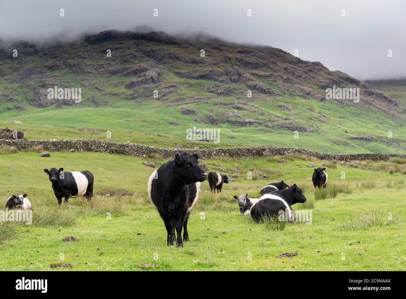 Troupeau de bovins Galloway à Belted à Eskdale, dans le parc national du Lake District, au Royaume-Uni. Banque D'Images