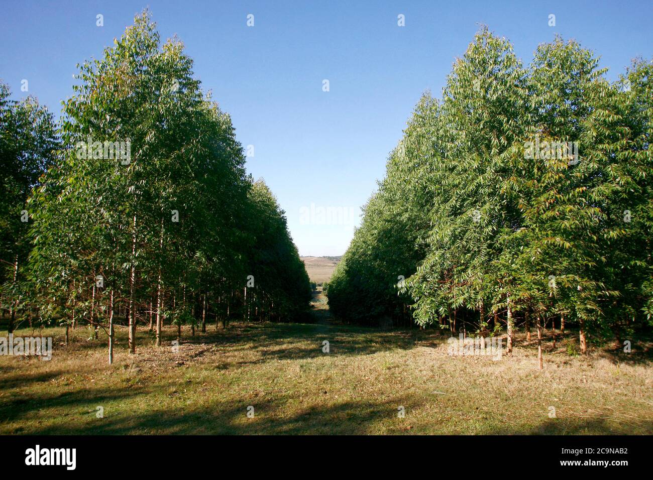 Plantation d'eucalyptus pour l'industrie du papier dans la campagne du Brésil Banque D'Images Plantation d'eucalyptus pour l'industrie du papier dans la campagne du Brésil Banque D'Images