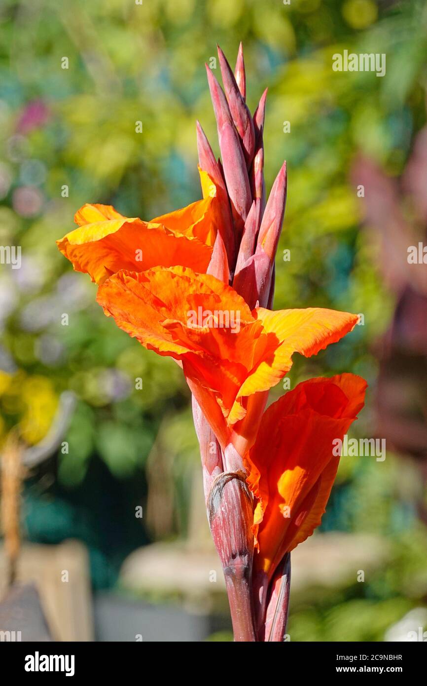 Jardinage gros plan Canna tête de fleur et bourgeons que l'on croit Soyez Durban jaune orange pétales juste ouvert et groupe de Bourgeons dans le jardin intérieur arrière Angleterre Royaume-Uni Banque D'Images