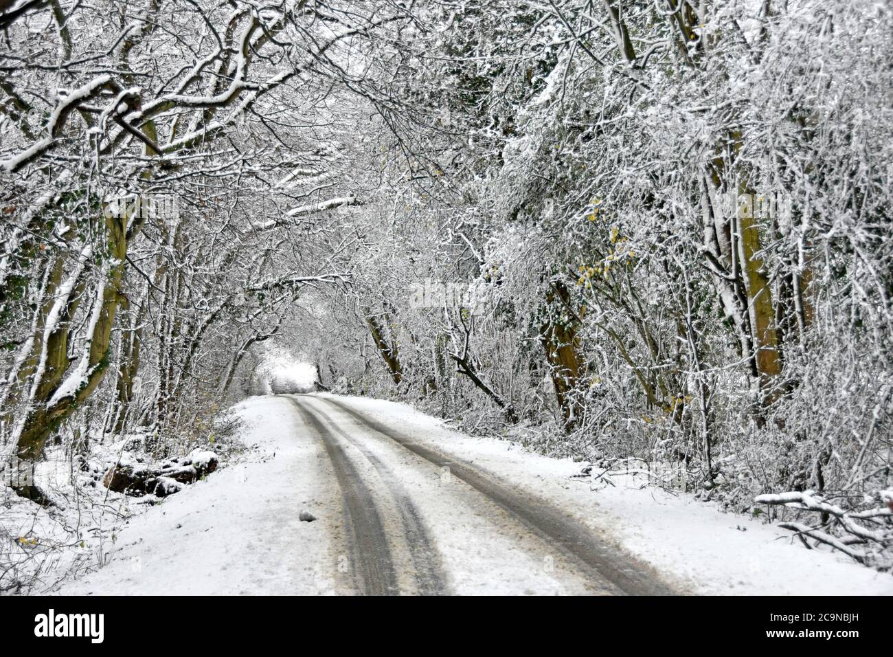 Pistes de voiture dans la scène blanche, voie étroite de la route de campagne après chute de neige sous le tunnel d'arbres couverts de neige dans les merveilles hivernales Paysage Essex Angleterre Royaume-Uni Banque D'Images