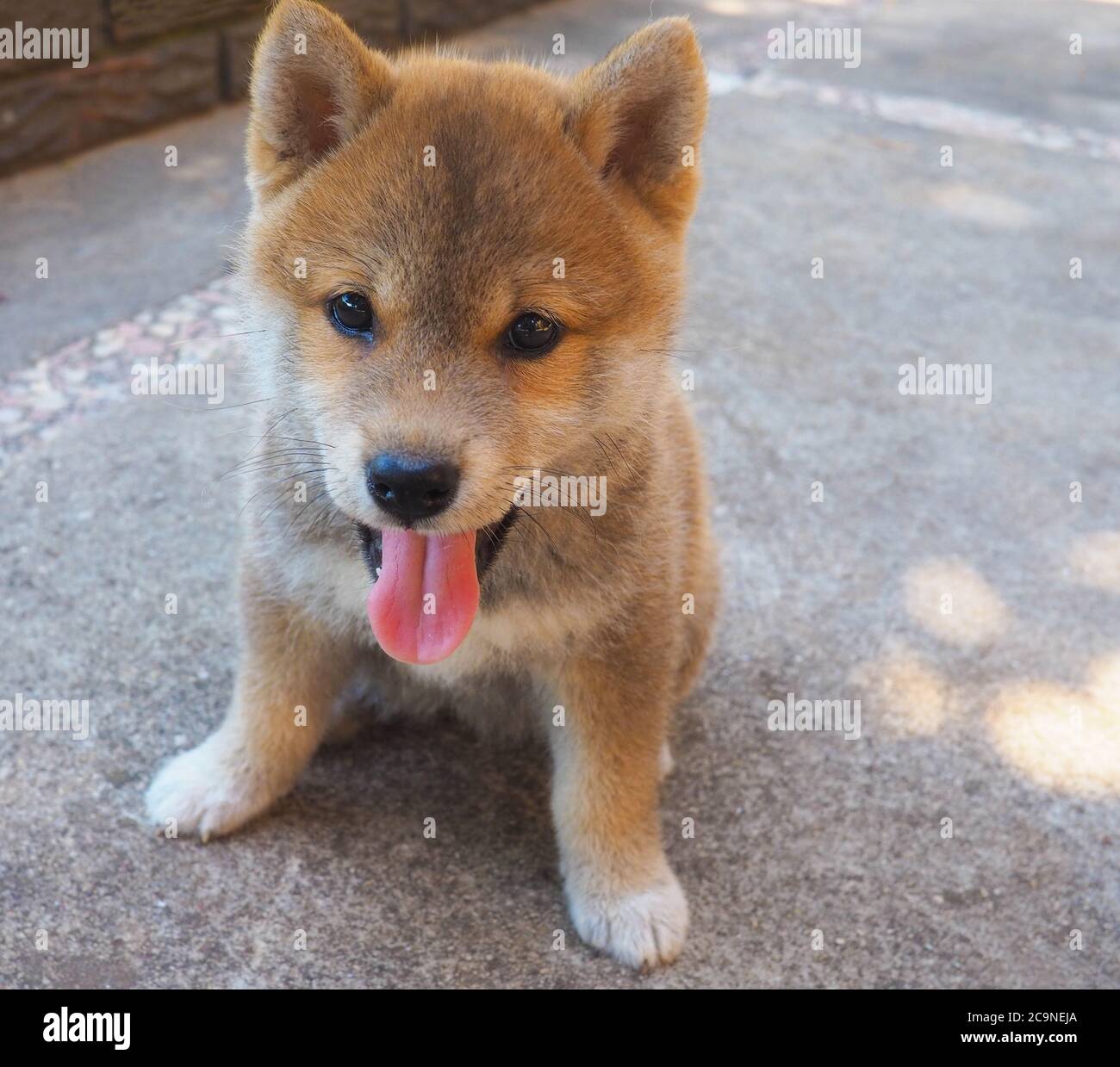 Le chiot Shiba Inu ressemble à un petit renard Banque D'Images