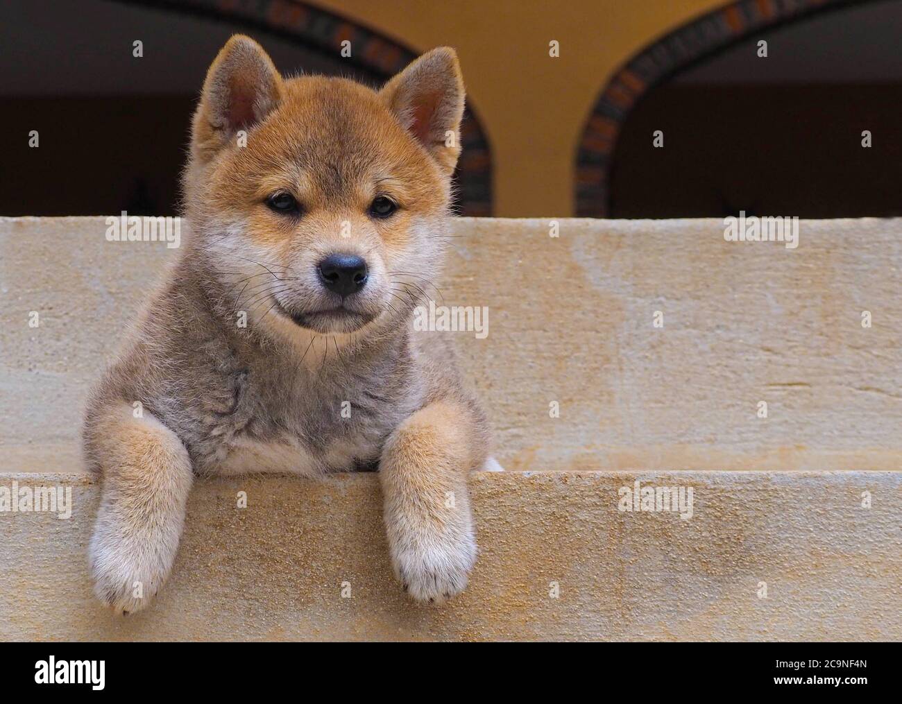 Le chiot Shiba Inu ressemble à un petit renard Banque D'Images