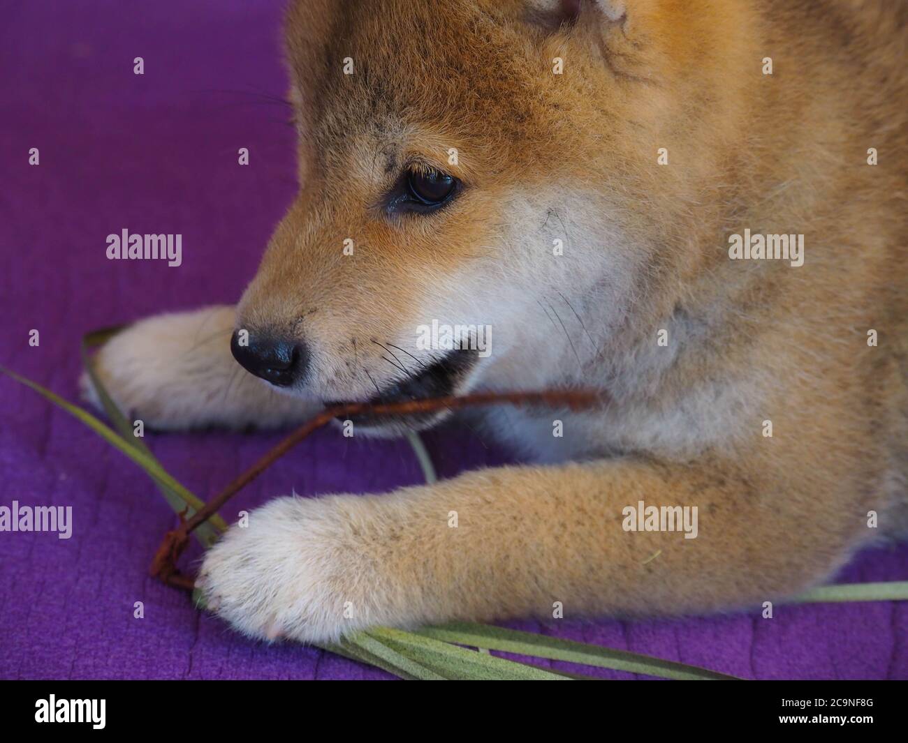 Le chiot Shiba Inu ressemble à un petit renard Banque D'Images