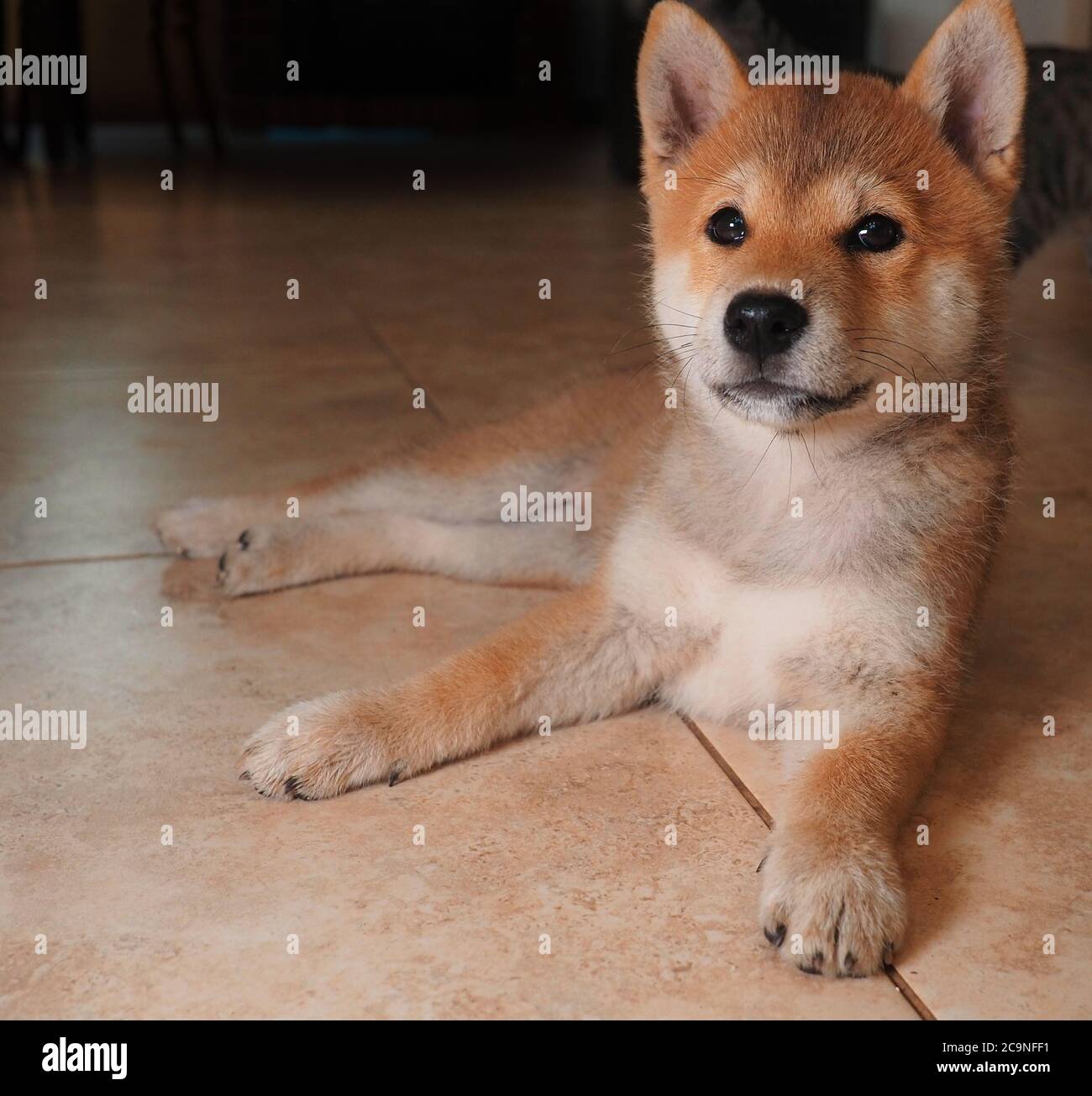 Le chiot Shiba Inu ressemble à un petit renard Banque D'Images