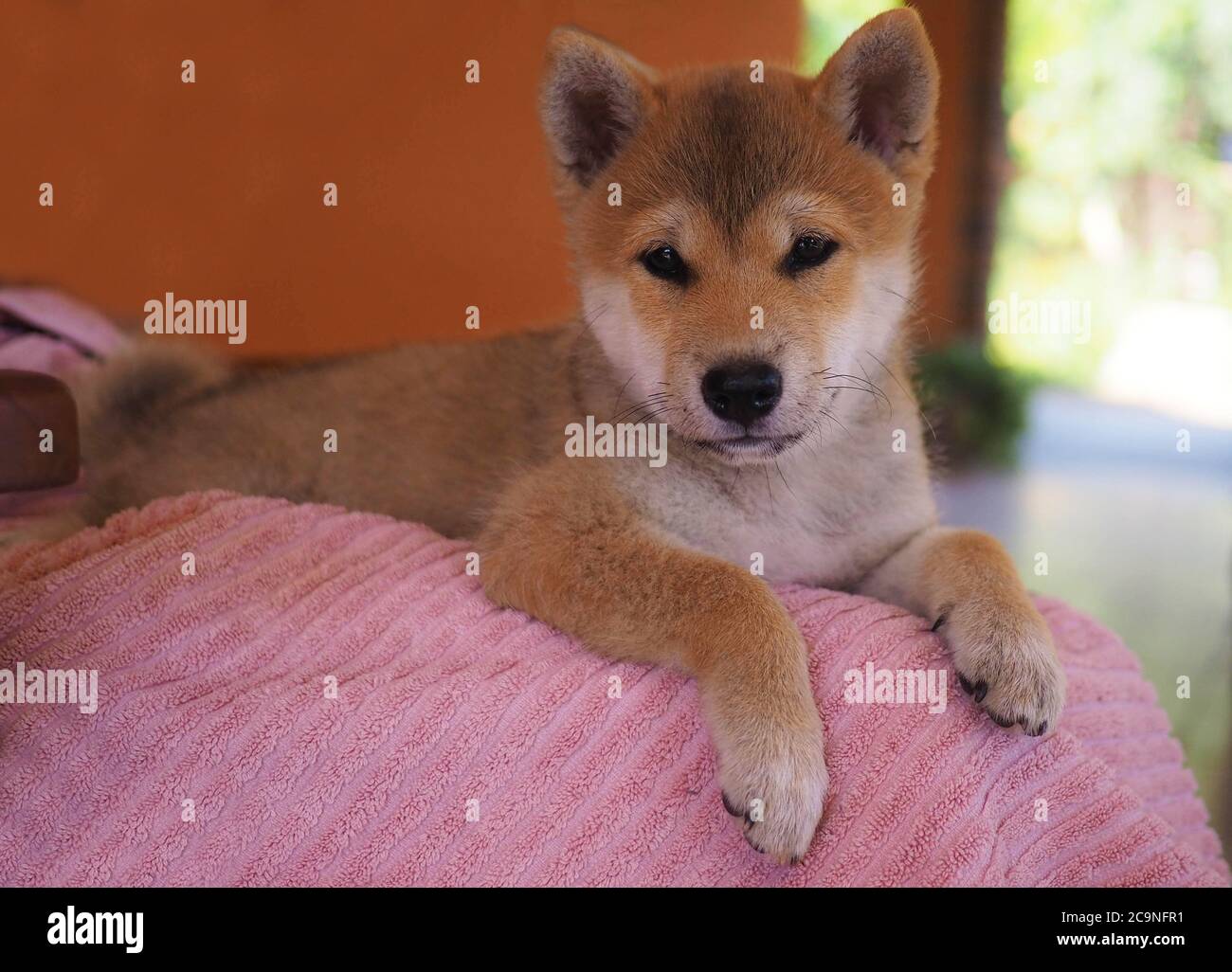 Le chiot Shiba Inu ressemble à un petit renard Banque D'Images