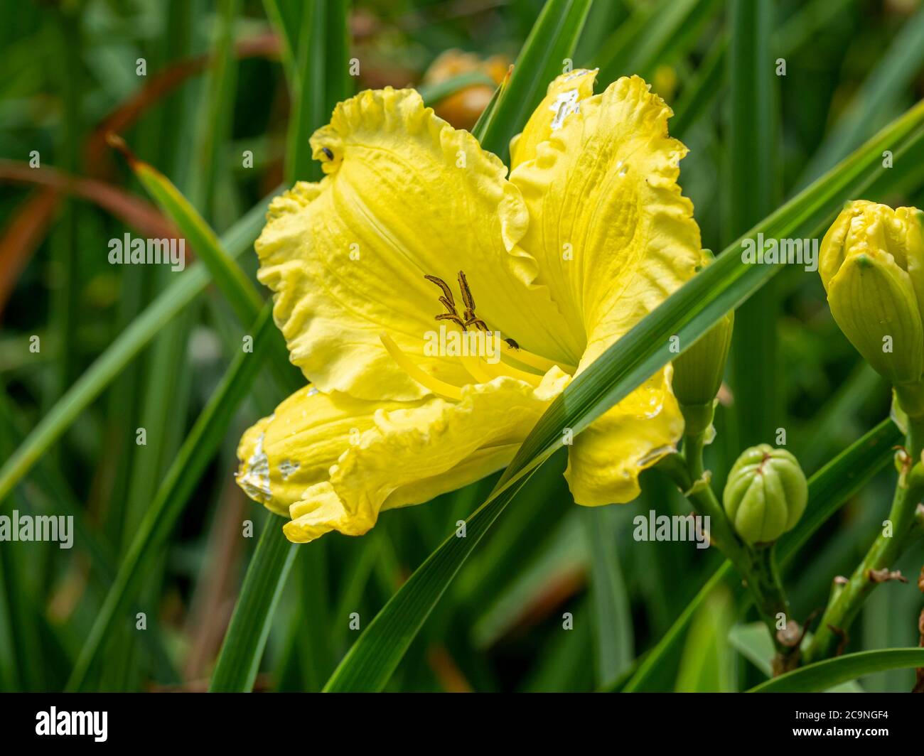 Gros plan d'une fleur jaune pâle Hemerocallis dayly, variété Missouri Beauty, dans un jardin Banque D'Images