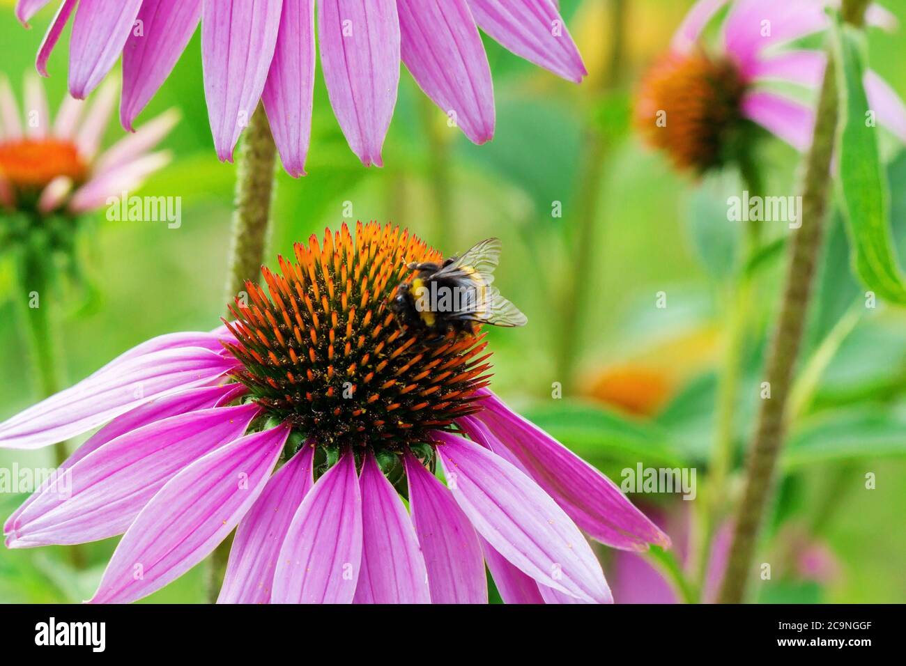 Le bourdon pollinise la fleur d'Echinacea purpurea. Banque D'Images