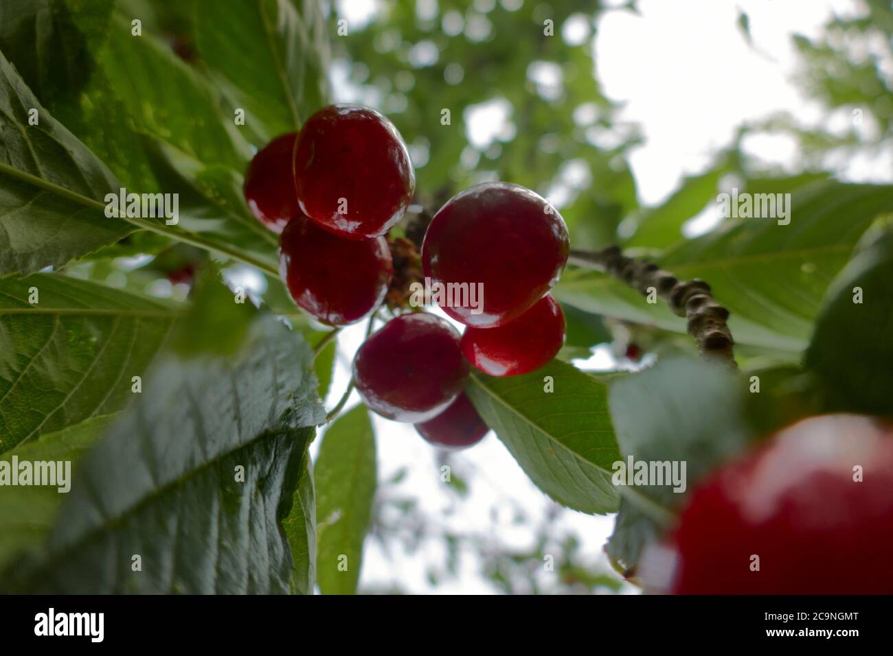 Les cerises mûres pendent sur l'arbre entre les feuilles vertes Banque D'Images