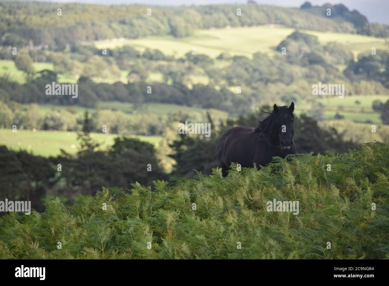 Des poneys tombèrent vivant comme un troupeau semi-féral sur Caldbeck Common, Cumbria, Royaume-Uni Banque D'Images