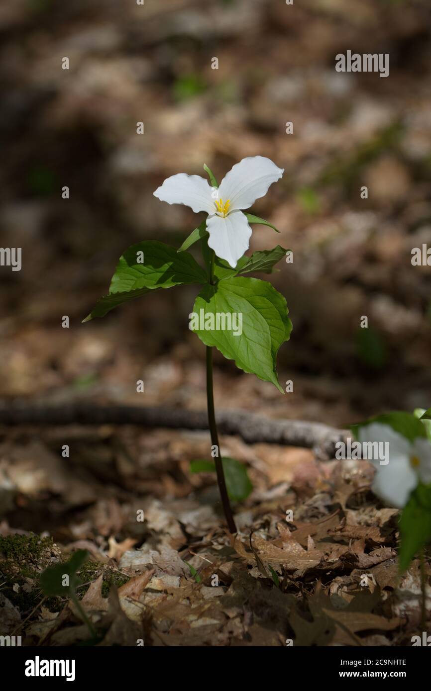 Trillium blanc en fleurs au début du printemps dans les bois du sud de l'Ontario. Un renouvellement de la vie. Banque D'Images