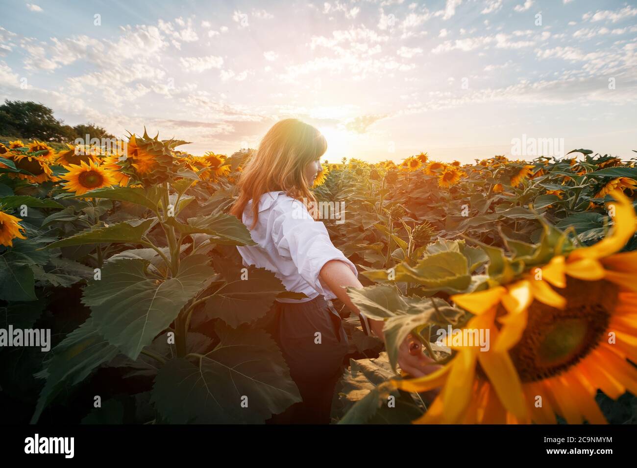 Une fille aux cheveux rouges dans un champ de tournesols regarde le coucher du soleil. Coucher de soleil, coucher de soleil dans un champ de tournesols. Vue arrière d'une jeune fille au milieu Banque D'Images