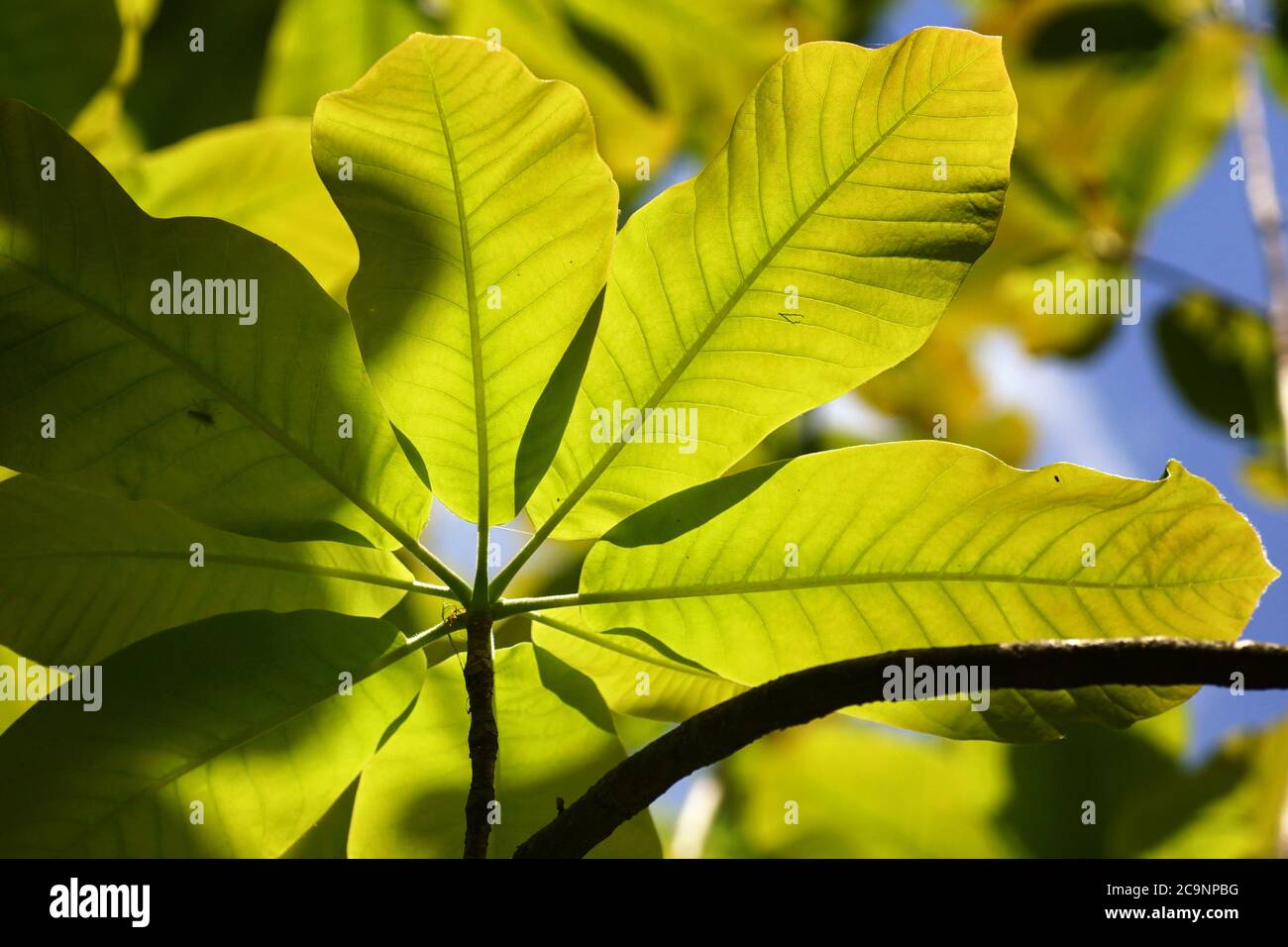 Mai dans l'arboretum, le jeune magnolia laisse sur un fond flou, l'espace de copie Banque D'Images