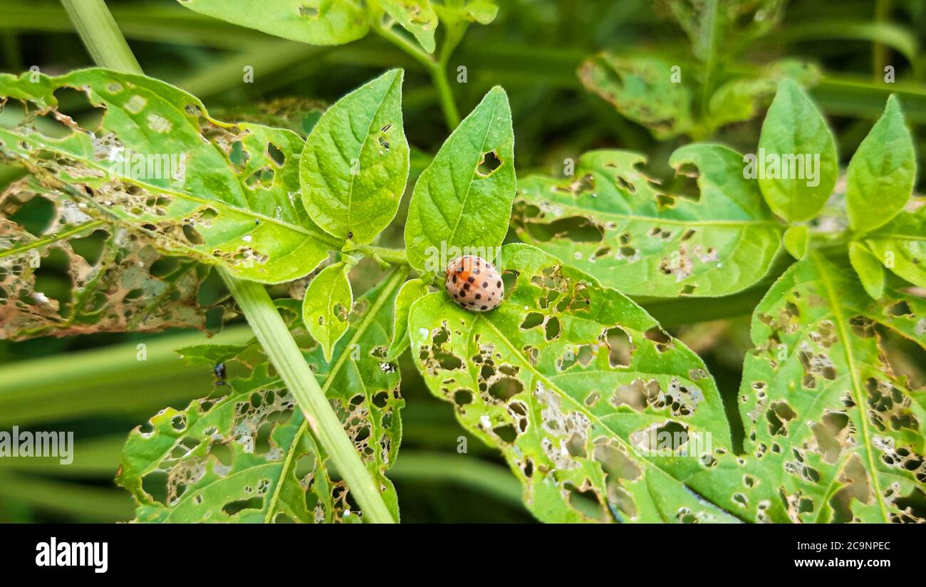 Orange Et Blanc Coccinelle De Coccinelle Ou Coccinelle Sur Conge Vert Insectes Qui Mangeaient Des Feuilles Photo Stock Alamy