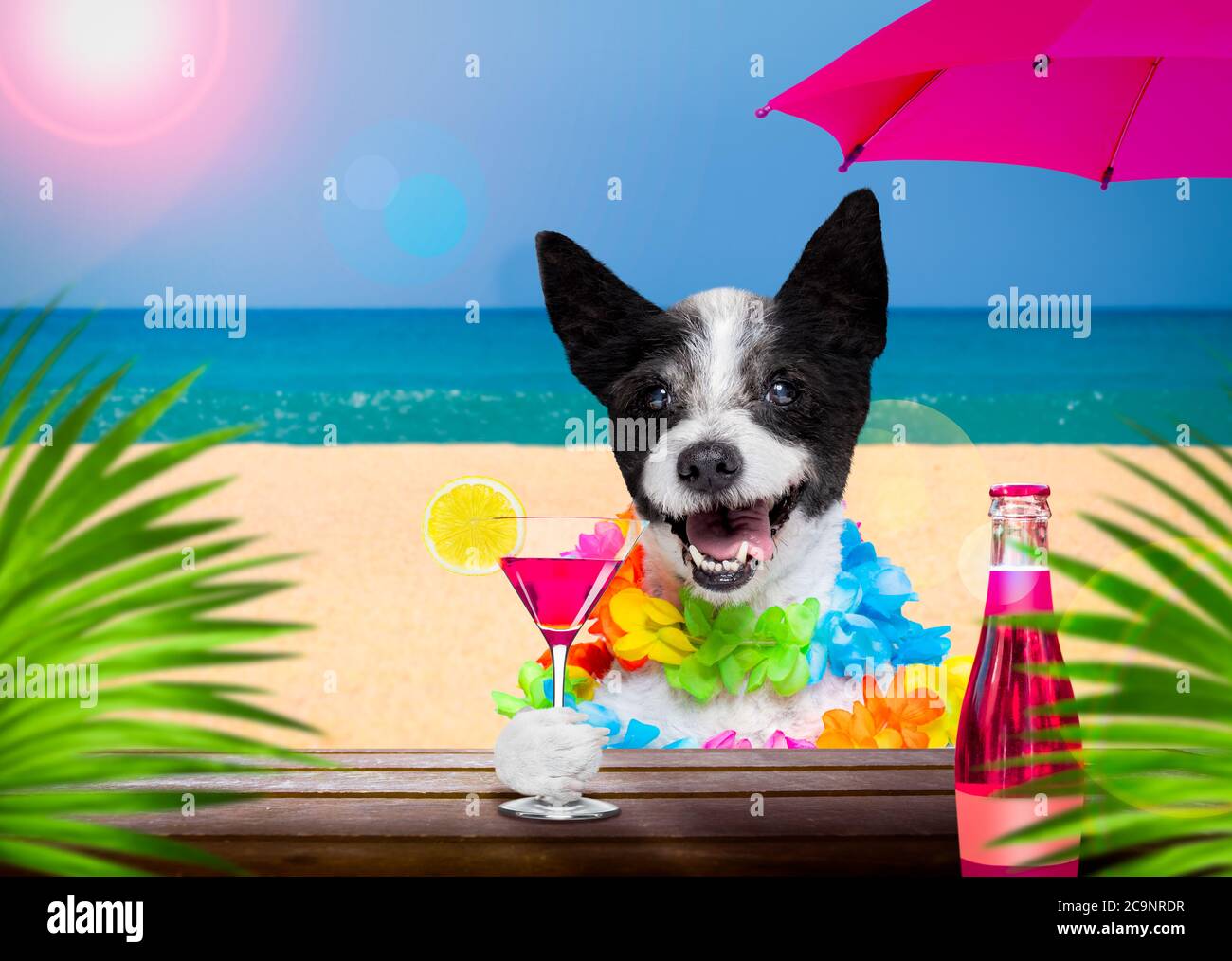 lady diva poodle pendant les vacances d'été avec un cocktail ou une boisson au bar club de la plage Banque D'Images