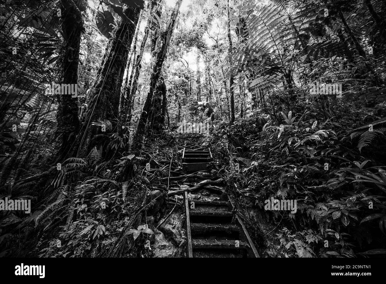 Escalier dans la jungle de la Guadeloupe. Antilles néerlandaises, Caraïbes. Effet noir et blanc Banque D'Images