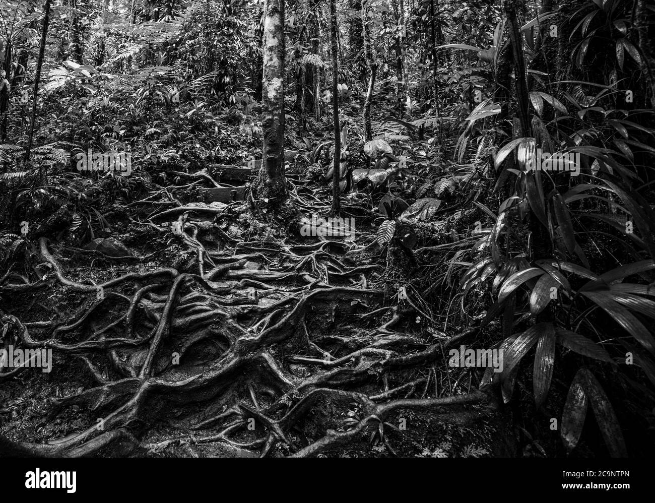 Racines et plantes vertes dans la jungle de Basse Terre, Guadeloupe. Antilles néerlandaises, Caraïbes. Effet noir et blanc Banque D'Images