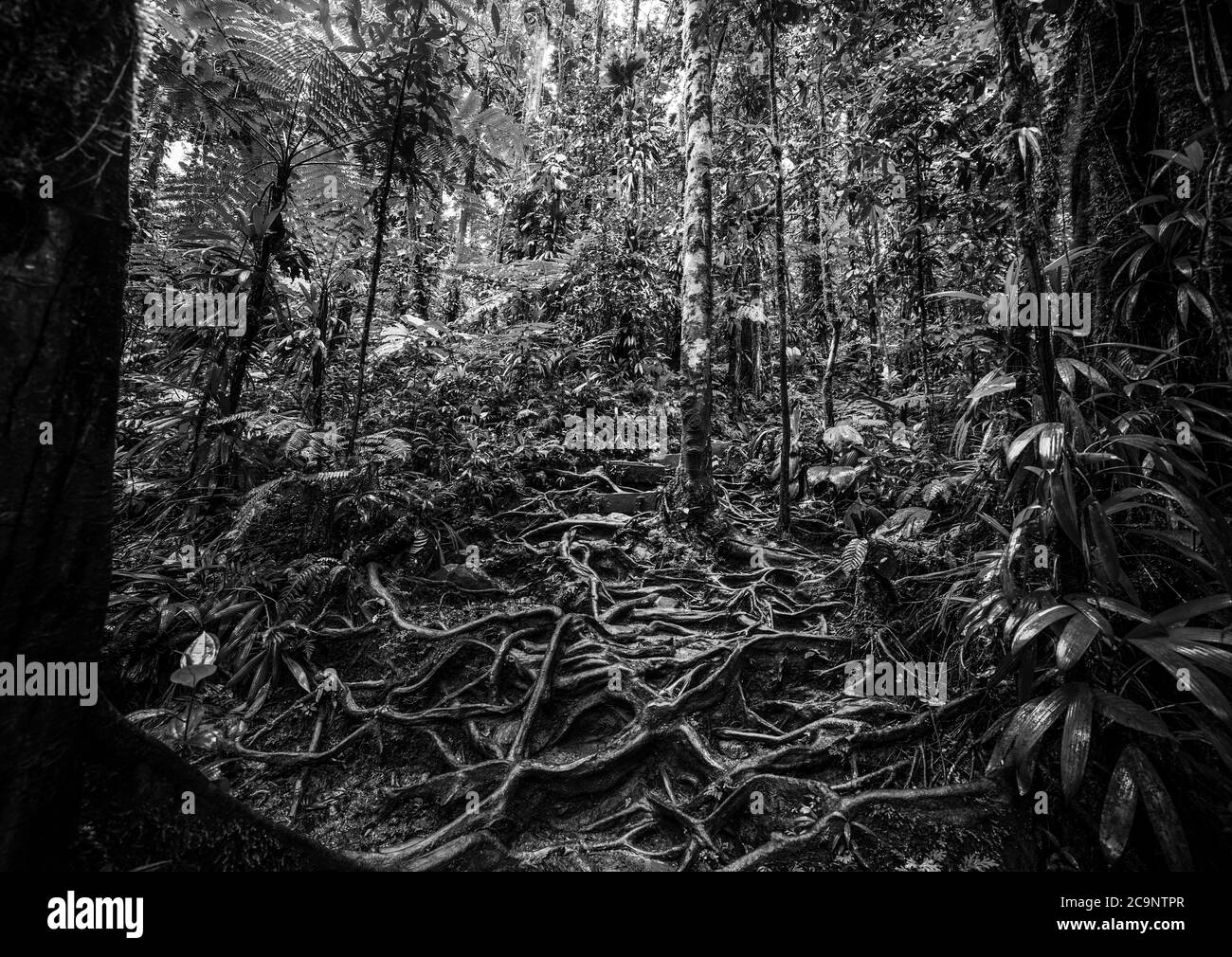 Racines dans la jungle de Basse-Terre, Guadeloupe. Antilles néerlandaises, Caraïbes. Effet noir et blanc Banque D'Images