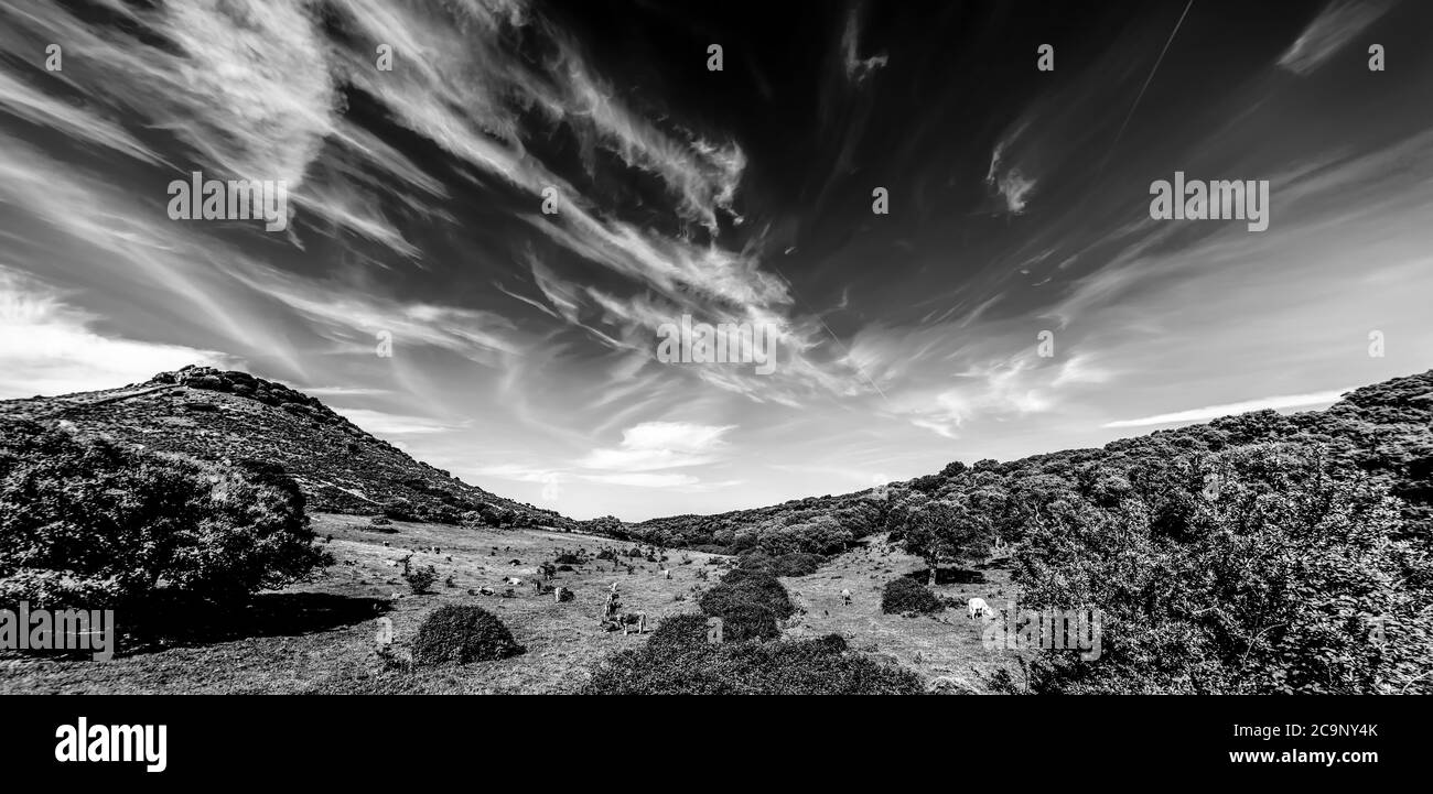 Vaches dans une vallée sous un ciel spectaculaire en Sardaigne, Italie. Effet noir et blanc Banque D'Images