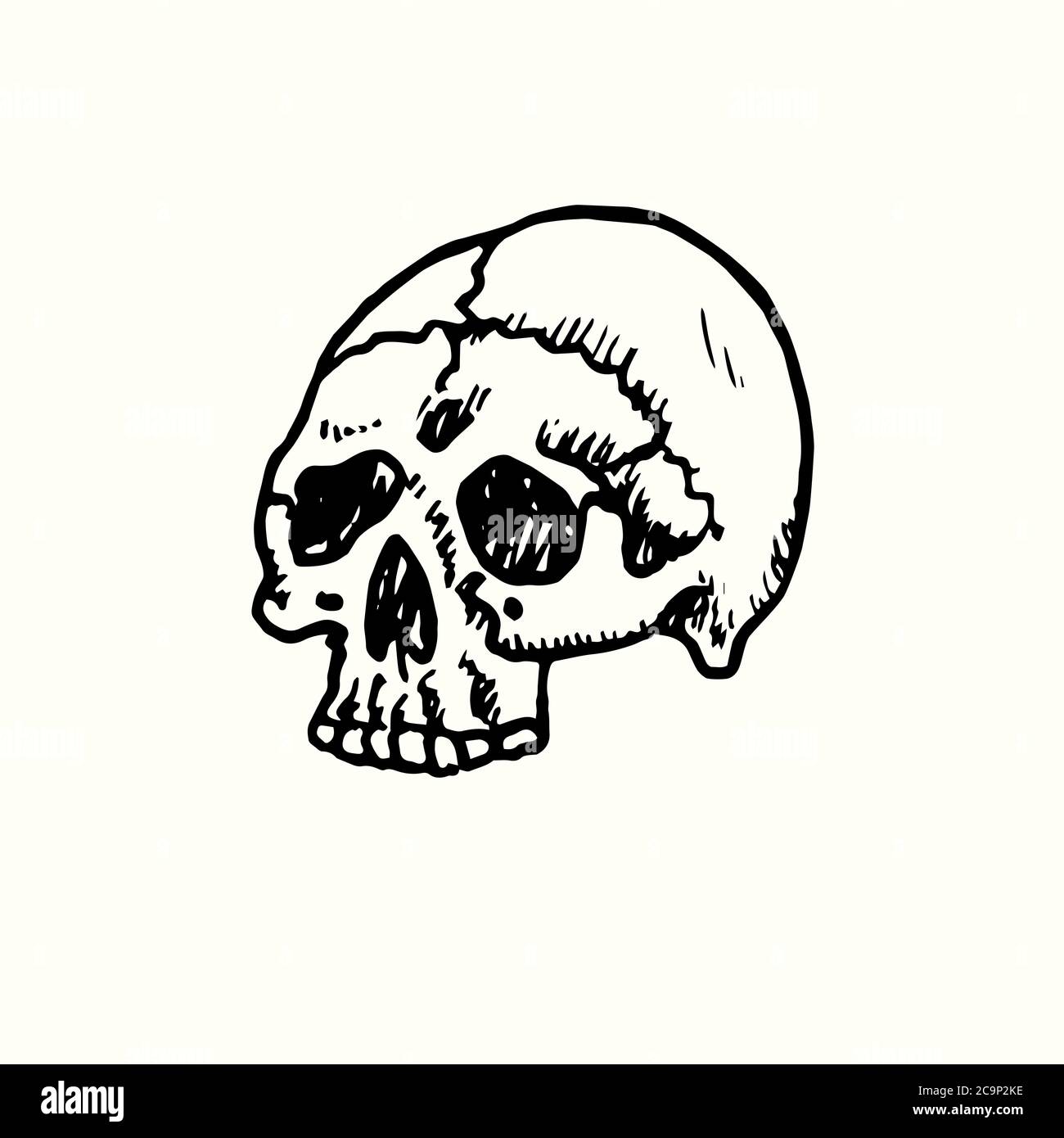 Vue de face du crâne humain, caniche dessinée à la main, dessin, illustration d'esquisse, élément de conception Banque D'Images