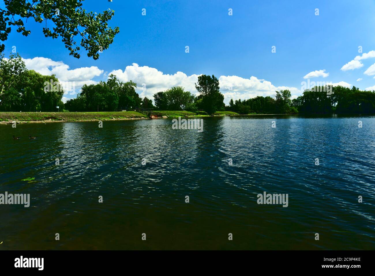 Une vue sur une rive de rivière avec de nombreux arbres et la grâce avec un fond de ciel bleu avec des nuages dans un jour ensoleillé d'été Banque D'Images