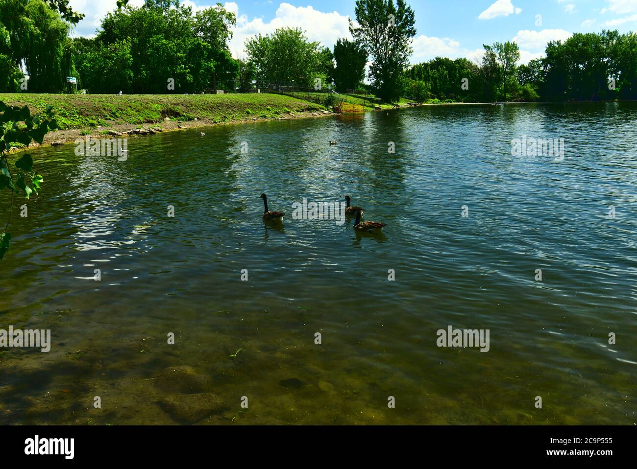 Trois gooses du canada nagent en une seule ligne dans la rivière saint-Laurent, parc rapides, Montréal, QC, Canada Banque D'Images