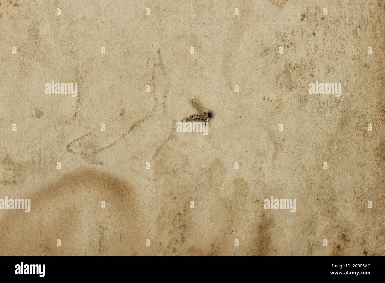 Ancienne texture du papier utilisé. Vider le fond kraft avec l'insecte Banque D'Images