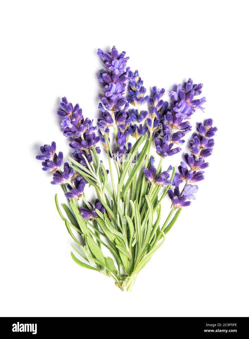 Bouquet de fleurs lavande sur fond blanc Banque D'Images