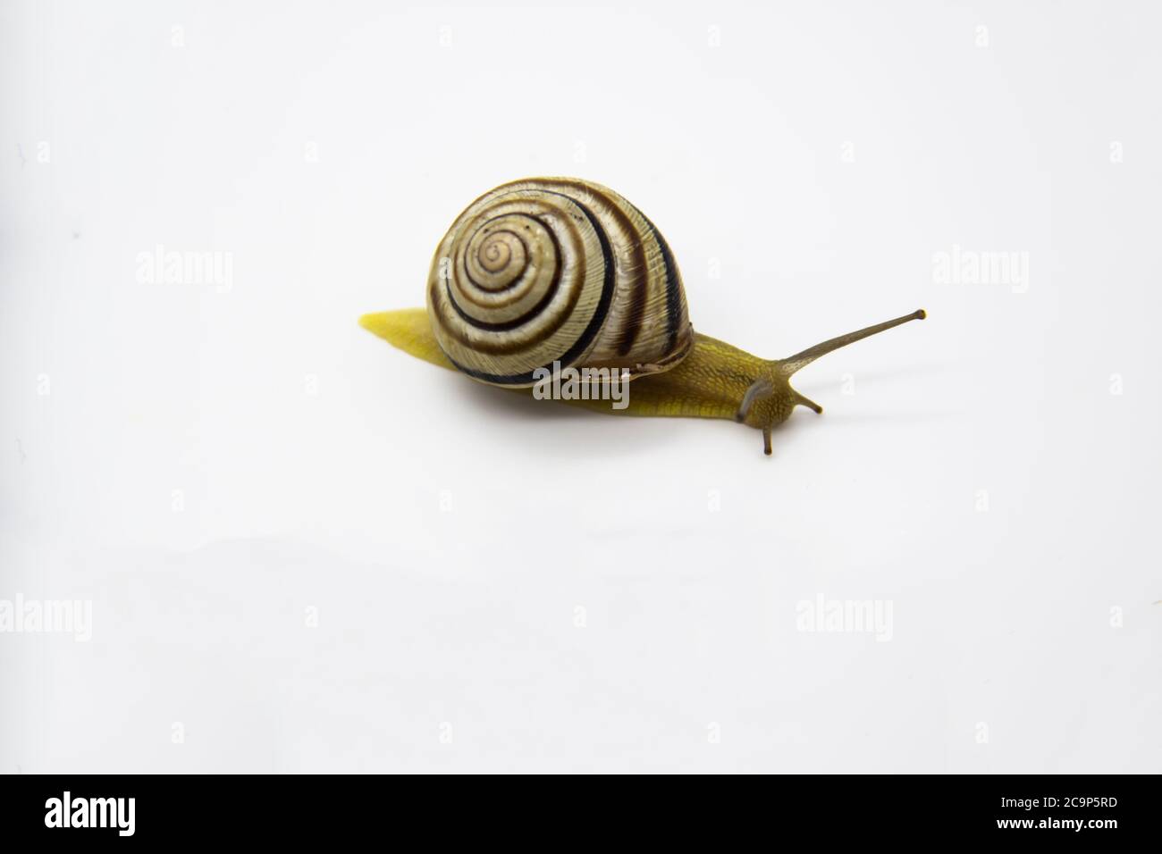 Escargot rayé sur fond blanc. Escargot de Grove se déplaçant vers l'avant sur fond blanc Banque D'Images