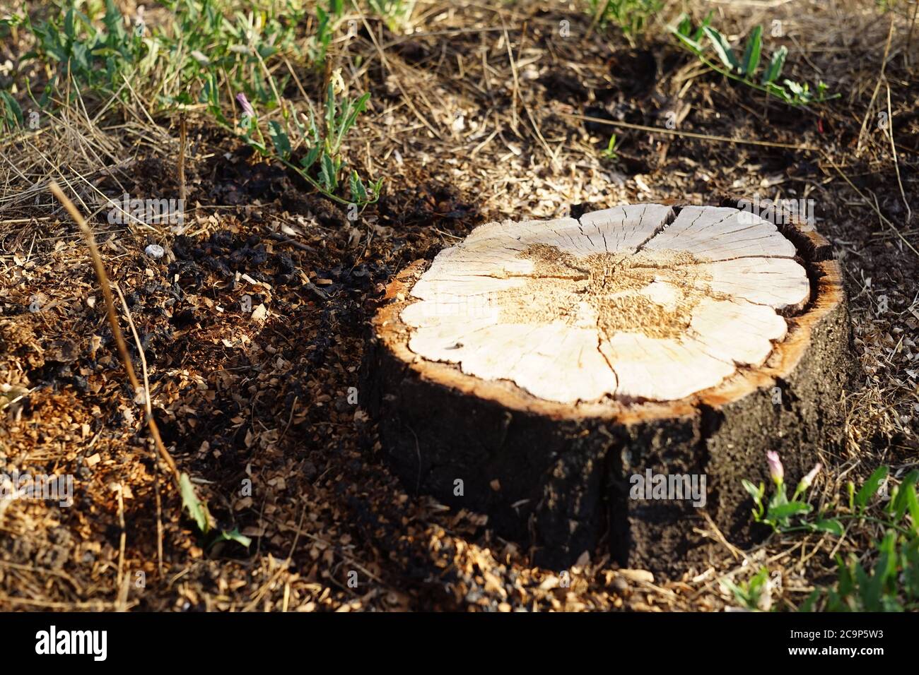 Souche d'arbre frais parmi le sol et l'herbe Banque D'Images