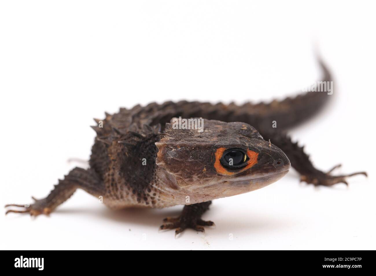 Tribolonotus gracilis, crocodile à yeux rouges, lizard isolé sur fond blanc Banque D'Images