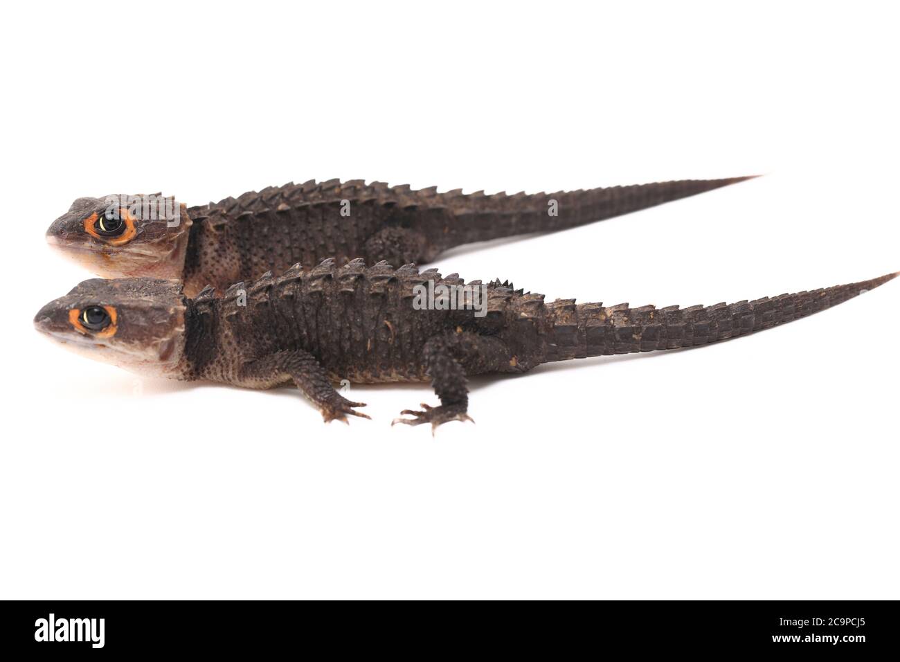 Tribolonotus gracilis, crocodile à yeux rouges, lizard isolé sur fond blanc Banque D'Images