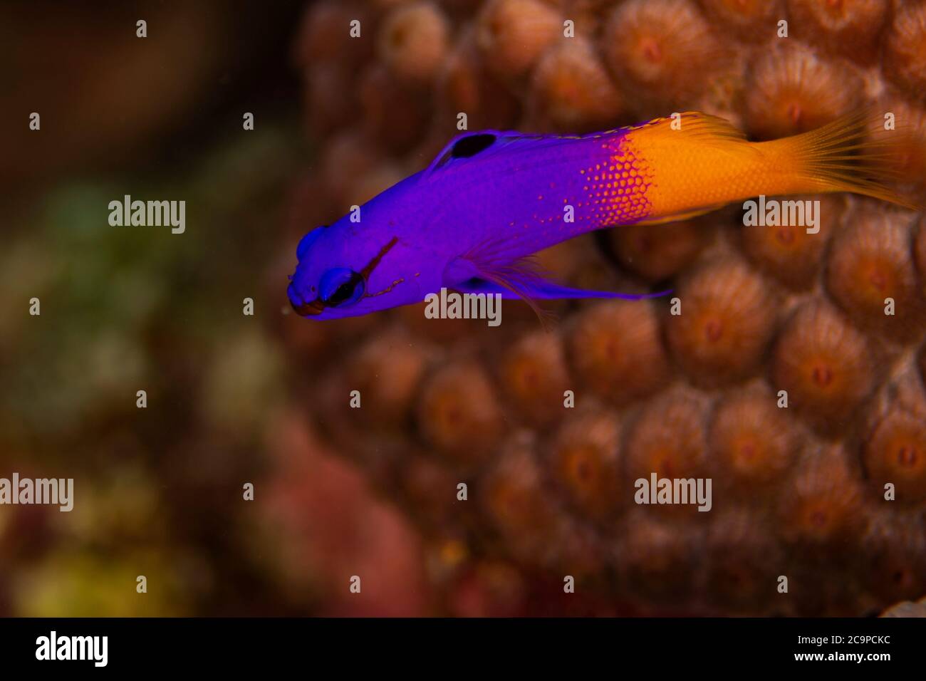 Un basset de fées, ou une gramma royale, navigue sur le récif de Bonaire, aux Pays-Bas. Le nom scientifique est gramma loreto. Banque D'Images