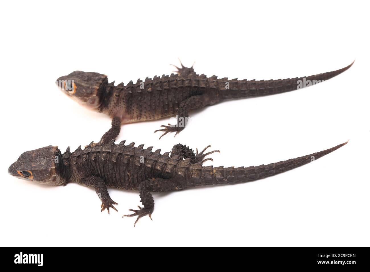 Tribolonotus gracilis, crocodile à yeux rouges, lizard isolé sur fond blanc Banque D'Images